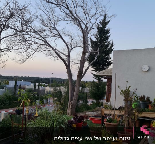 עץ גזום עם ענפים חשופים בגינה